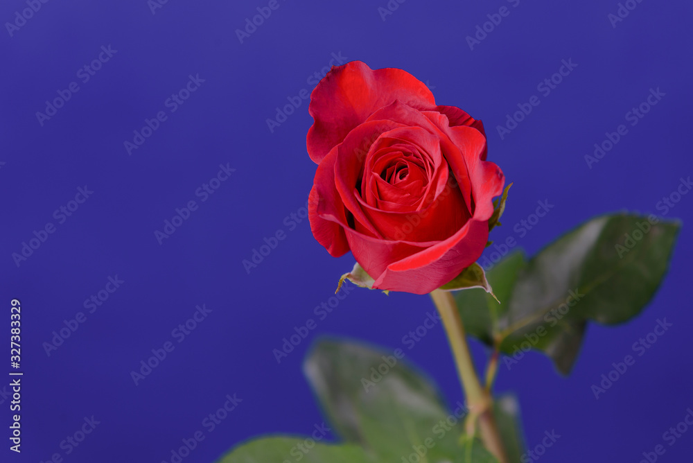 Red rose on blue background Red rose on blue background