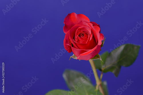 Red rose on blue background