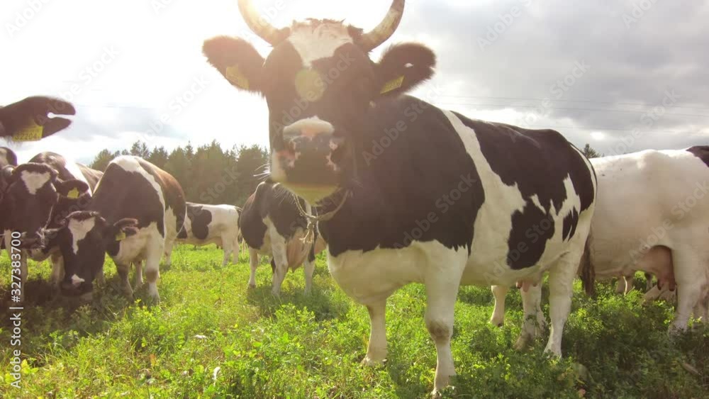 Cattle cow grazing in field. Dairy cattle grazing. Farm cattle grazing in pasture