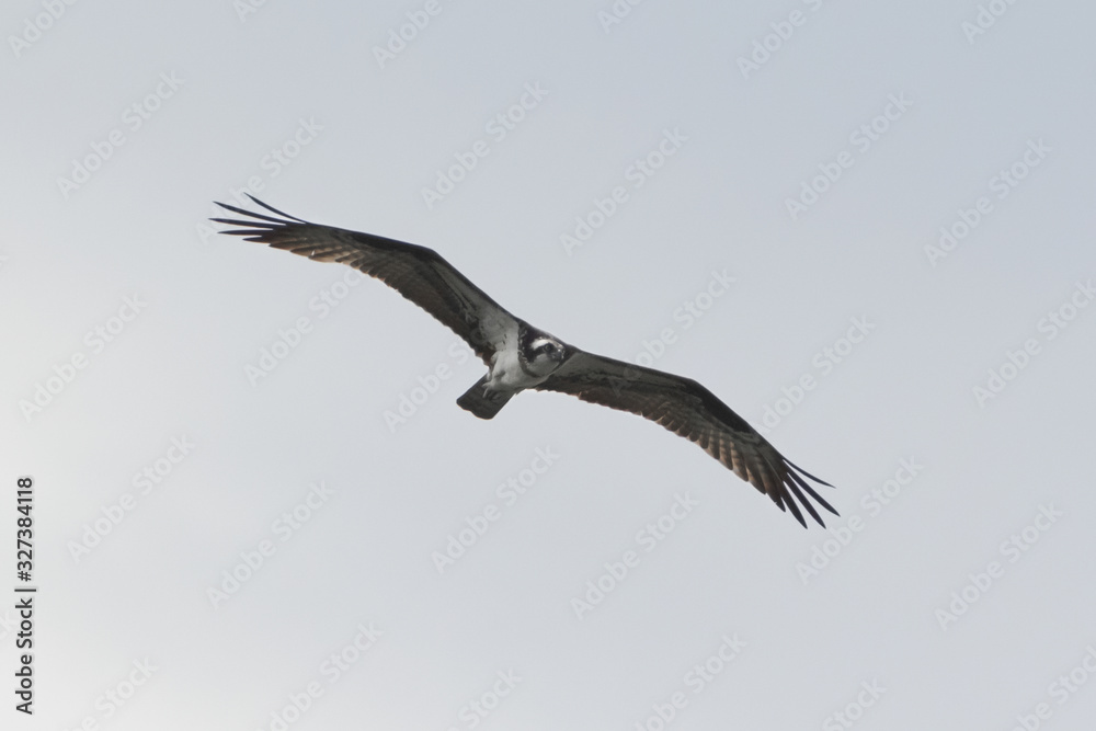 Flying Osprey eagle bird of prey with spread wings in pale blue sky seen from below Flying Osprey eagle bird of prey with spread wings in pale blue sky seen from below