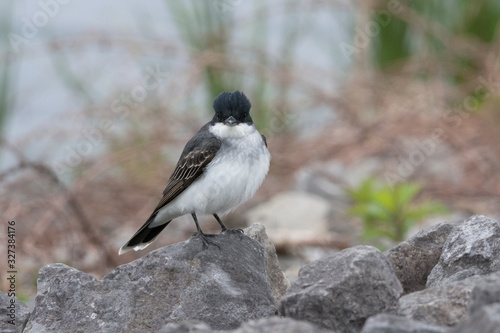 Close up of Eastern Kingbird bird looking at camera