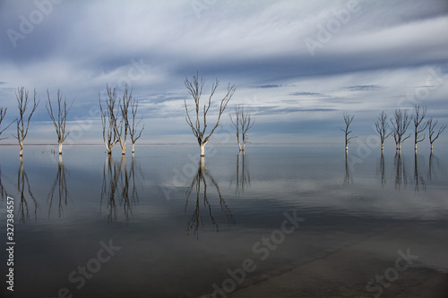 Fototapeta Naklejka Na Ścianę i Meble -  Dead trees on Lake Epecuen. The sky and water merge on the horizon. Branches without leaves on trees submerged in water.