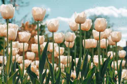 Fototapeta Naklejka Na Ścianę i Meble -  Amazing white tulip flowers blooming in a tulip field. Tulips field. White flower tulips flowering in tulips field.