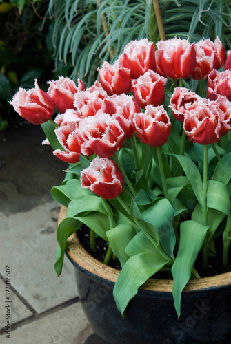 Fringed Tulips in a glazed ceramic pot - Tulips Canasta