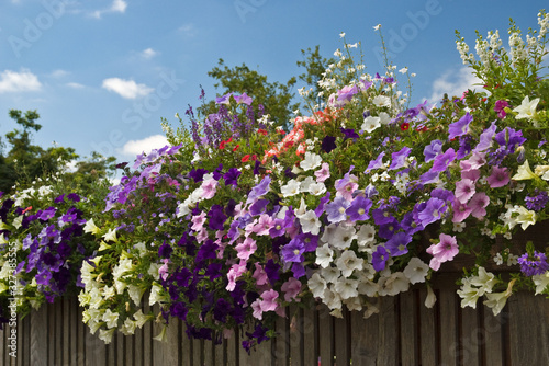 Fotografía Colorful petunias on a fence