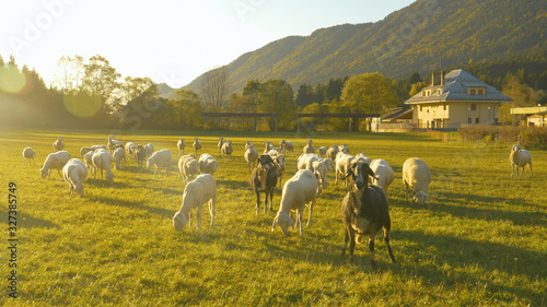 Obraz na plátne LENS FLARE: Sunrise illuminates the meadow so the cute sheep can feed on grass
