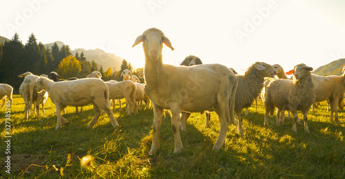 LOW ANGLE: Flock of curious sheep wander around the enclosed pasture at sunrise. photo