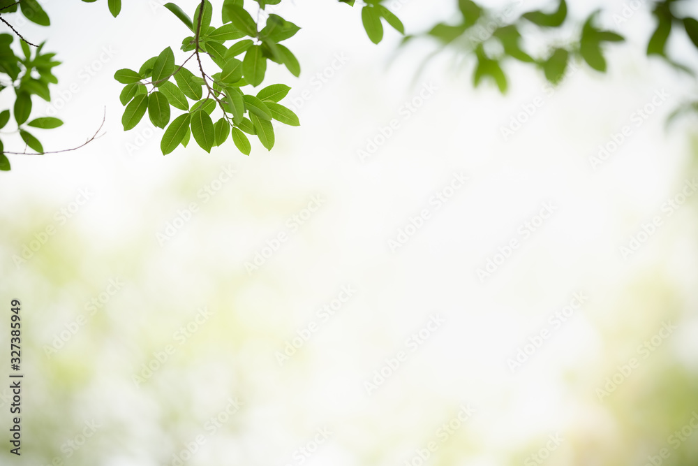 Close up of beautiful nature view green leaf on blurred greenery background under sunlight with bokeh and copy space using as background natural plants landscape, ecology wallpaper concept. Close up of beautiful nature view green leaf on blurred greenery background under sunlight with bokeh and copy space using as background natural plants landscape, ecology wallpaper concept.