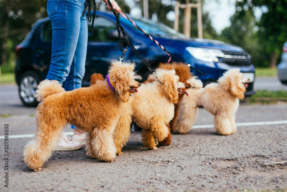 Beautiful middle age woman dog walker, enjoys walking with adorable miniature poodles in city street. Beautiful middle age woman dog walker, enjoys walking with adorable miniature poodles in city street.