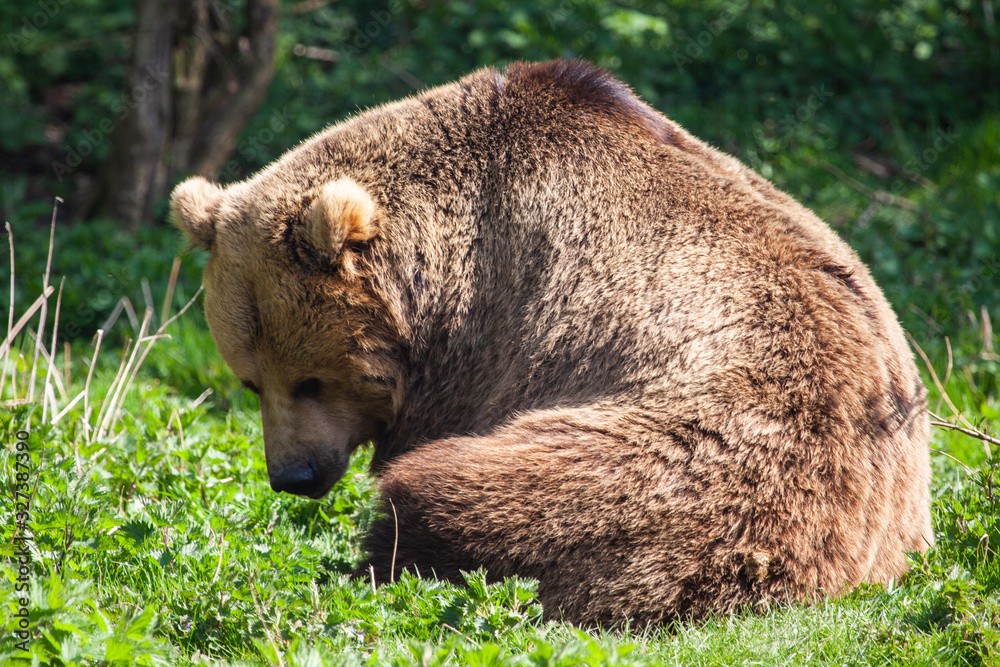 Obraz premium Brown Bear In The Forest