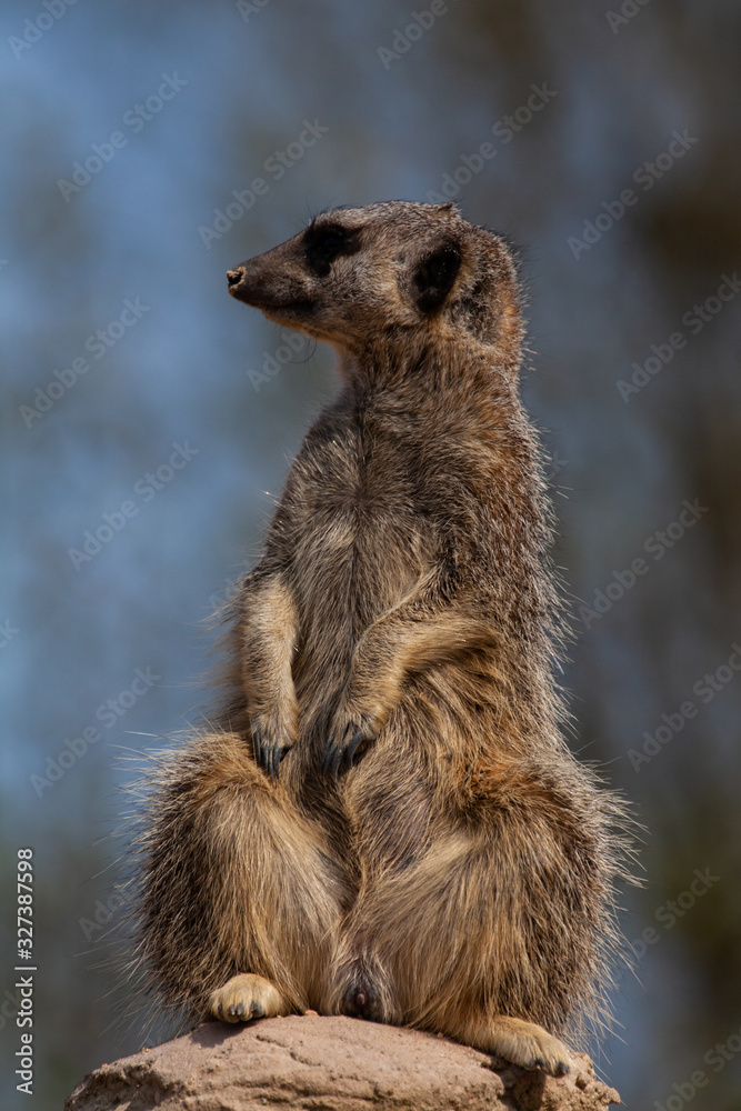 Fototapeta premium Meercat Looking Right