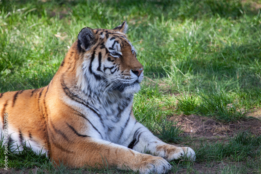 Obraz premium Male Siberian Tiger