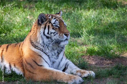 Male Siberian Tiger