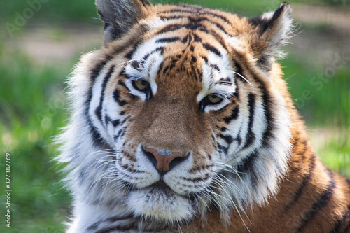 Fototapeta Naklejka Na Ścianę i Meble -  Tiger Close-Up