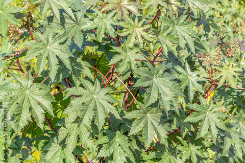 Green texture of Ricinus communis or castor bean or castor oil plant bush branches with leaves we see in the photo photo