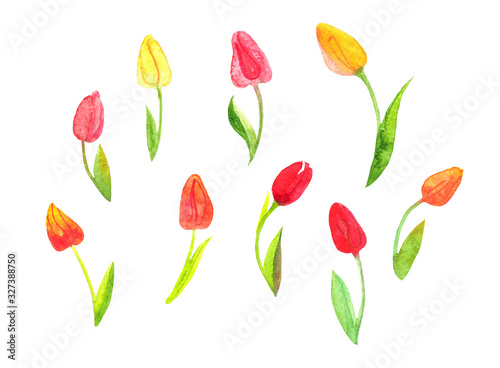  tulips watercolor illustration  spring flowers on a white background