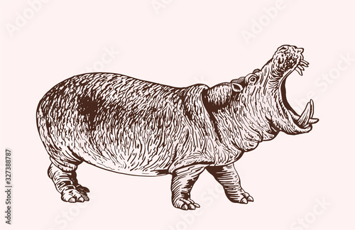 Graphical vintage hippo , vector sepia illustration