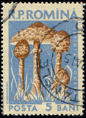 ROMANIA - CIRCA 1958: stamp 5 Romanian bani printed by Romania, show mushrooms Macrolepiota procera, circa 1958