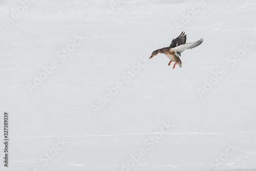 a lone duck lands on the snow. wild duck observation in winter in nature photo