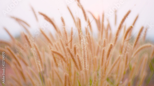grass on a white background  cattails plant outdoor nature