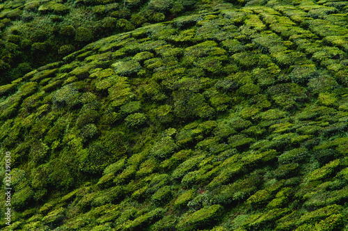 tea plantage malaysia growing tea the bushes © Studio Stoltenberg