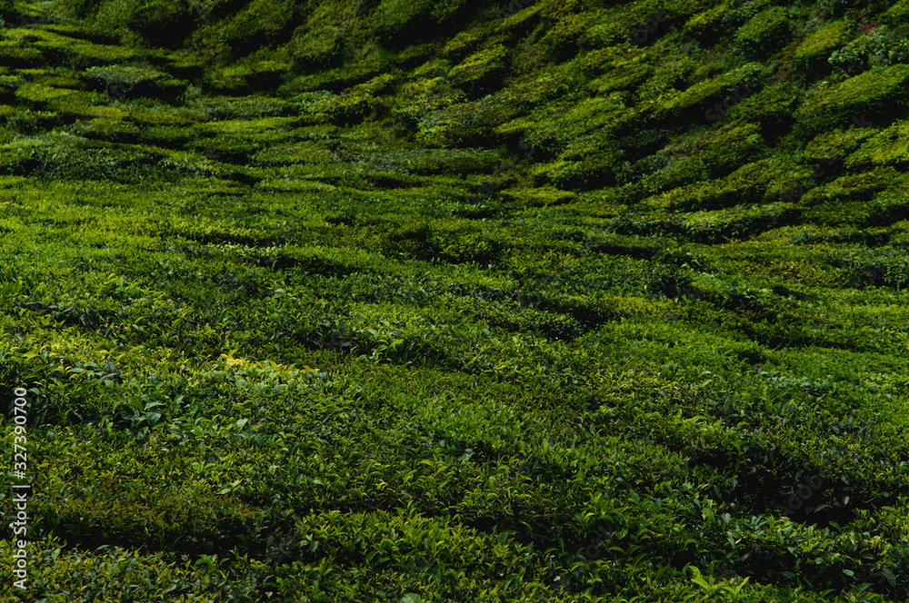 tea plantage malaysia growing tea the bushes