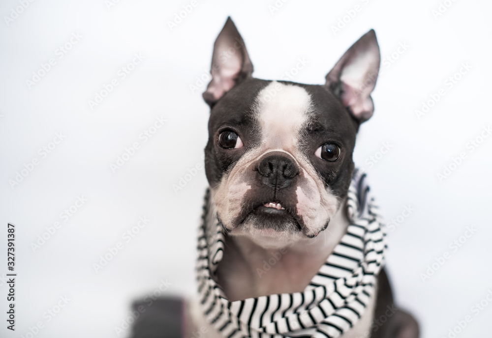 Portrait of a smart, loyal and fashionable dog and friend of the Boston Terrier breed in a striped scarf.