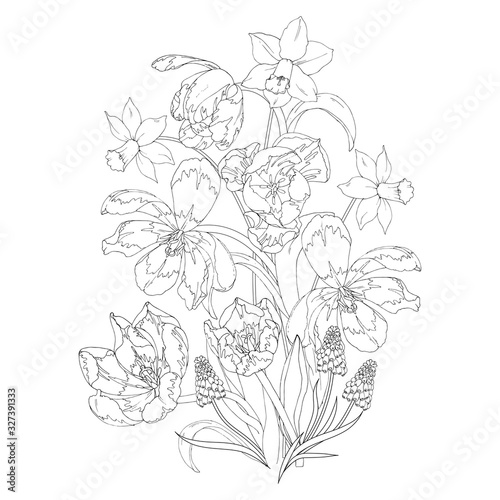 Blooming spring flowers  tulips  daffodils and Muscari  coloring page  black and white vector illustration
