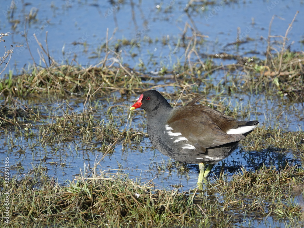 waterhen (Gallinula chloropus) stood in pond margins during late winter waterhen (Gallinula chloropus) stood in pond margins during late winter