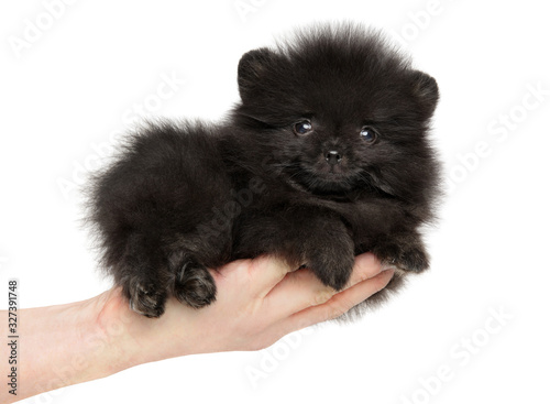Pomeranian Spitz puppy in hand