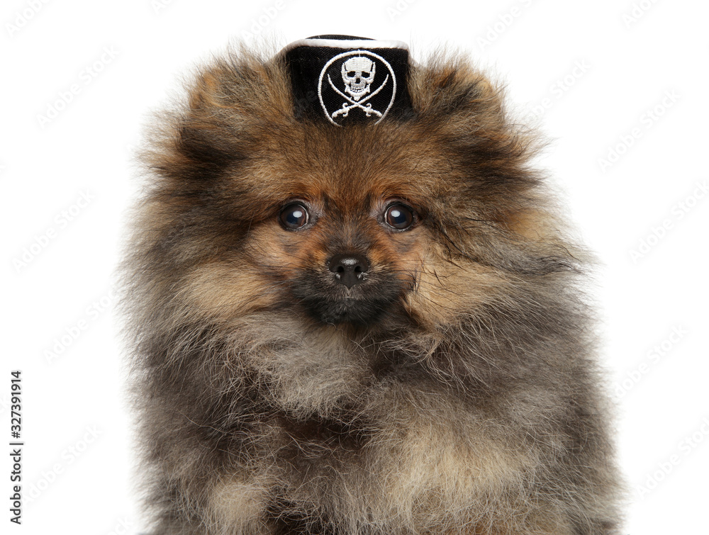 Obraz premium Pomeranian Spitz puppy in pirate hat