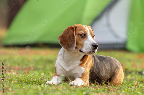 Fototapeta Naklejka Na Ścianę i Meble -  Portrait of lying beagle puppy near the hammock in the grass on open air
