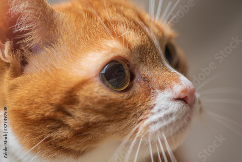 Homemade ginger frightened cat photographed in studio close-up.