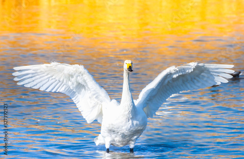 Fototapeta Naklejka Na Ścianę i Meble -  羽を広げた白鳥