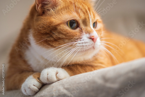 Wallpaper Mural Homemade ginger frightened cat photographed in studio close-up. Torontodigital.ca