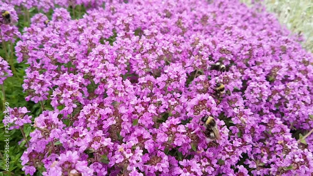 A flock of bees collects dust from a pink thyme bush on a sunny summer day. The concept of beekeeping, nature, insects, ecology A flock of bees collects dust from a pink thyme bush on a sunny summer day. The concept of beekeeping, nature, insects, ecology