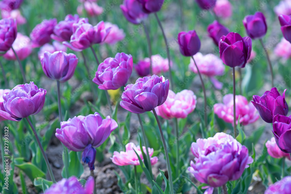 Spring blooming pink tulips view. Spring blooming pink tulips view.