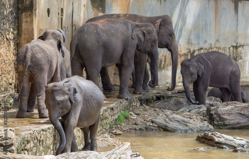 Fototapeta premium elephant in the river