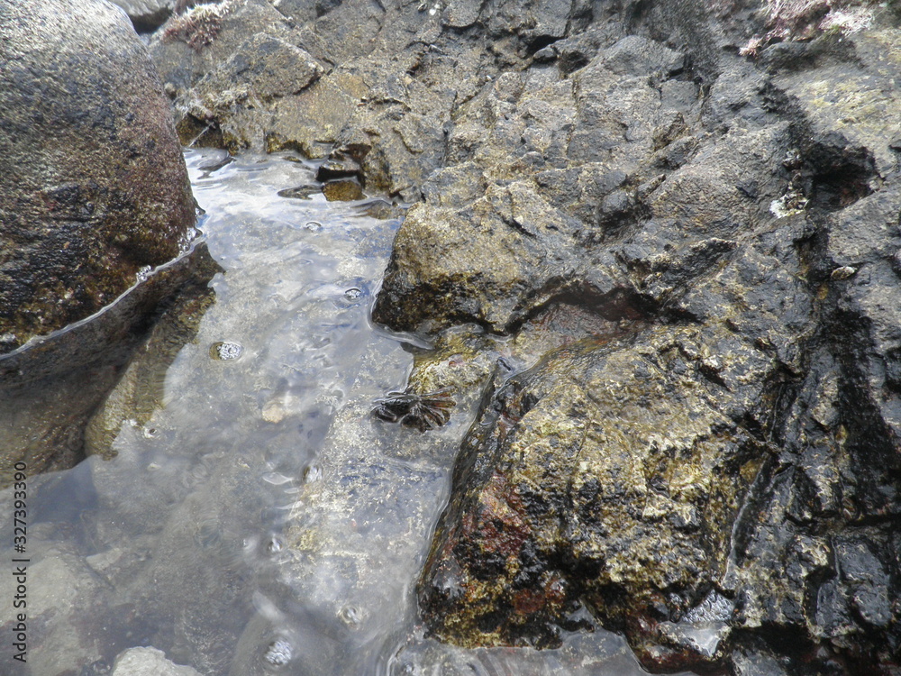 Crab in rocks
