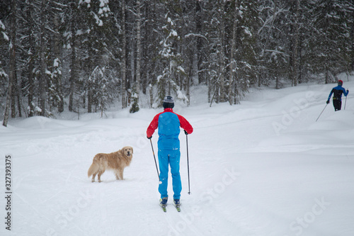 Walking with a dog on skis in the winter forest. © Александр Поташев