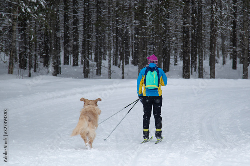 Walking with a dog on skis in the winter forest.