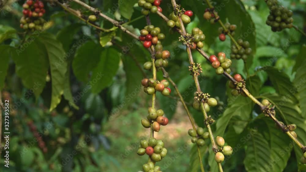 Coffee beans on tree, Hand picking coffee beans from branch of coffee plant. Coffee beans on tree, Hand picking coffee beans from branch of coffee plant.