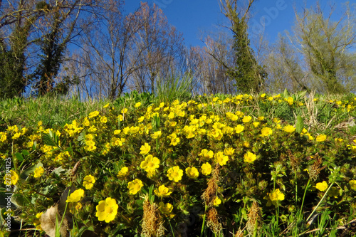 Creeping cinquefoil (Potentilla reptans) or European cinquefoil or creeping tormentil, a plant in the rose family Rosaceae with yellow heart-shaped petals, creeping plant native to Eurasia