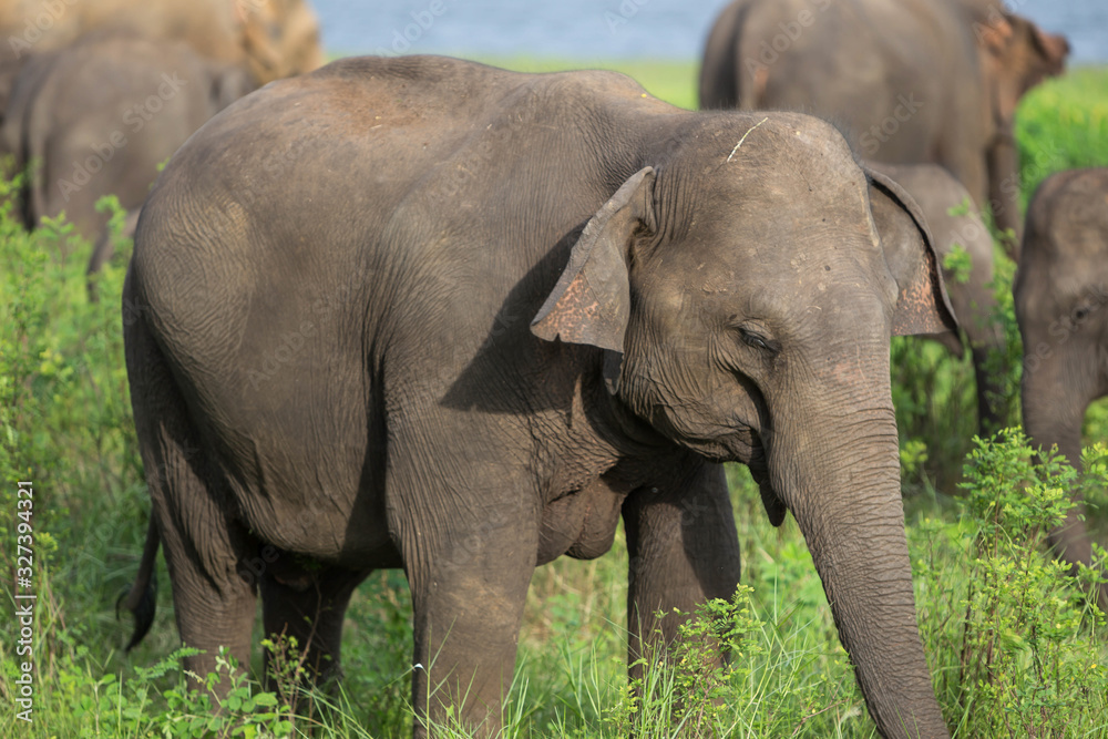 elephant in safari