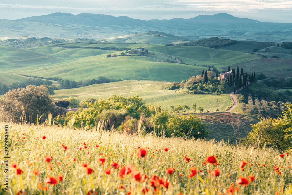 Poppy flowers and meadow in springtime, rolling hills on background. Tuscany