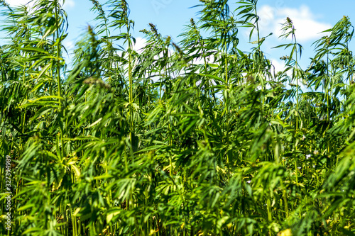 Industrial hemp field in the countryside in cloudy sky background, farmer growing cannabis plants, agriculture concept