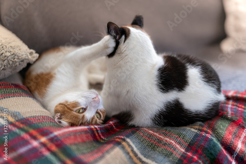 gato blanco y marron juega con gato blanco y negro sobre una manta de colores. 