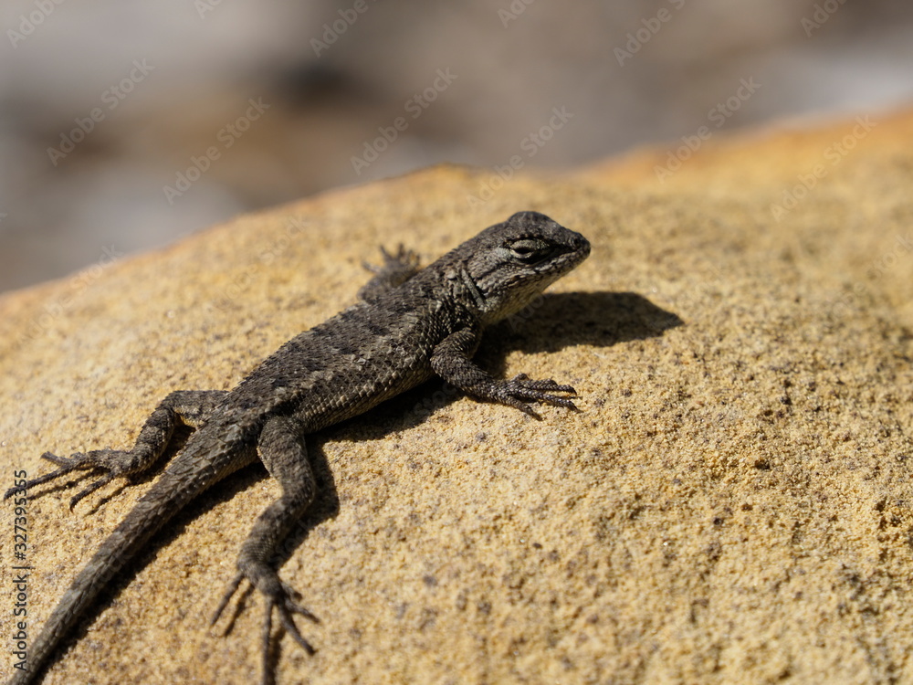 Black lizard in Palm Springs Black lizard in Palm Springs
