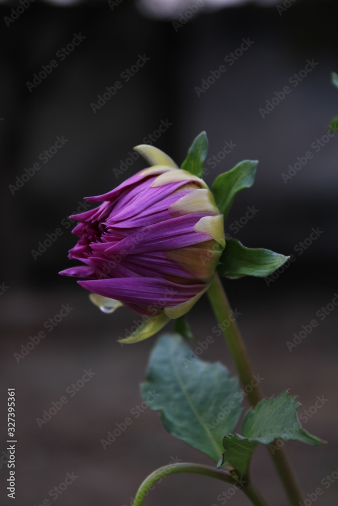 purple flower isolated on black background purple flower isolated on black background