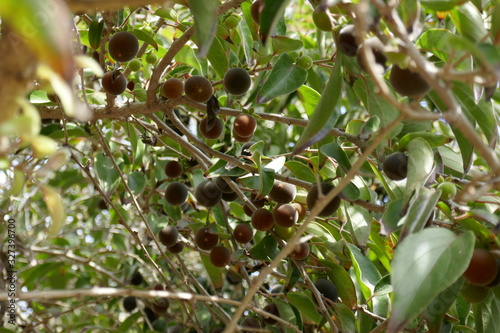 Ceylon Gooseberry tree photo